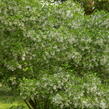 Bělas viržinský - Chionanthus virginicus