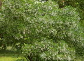 Bělas viržinský - Chionanthus virginicus