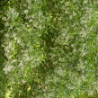 Bělas viržinský - Chionanthus virginicus