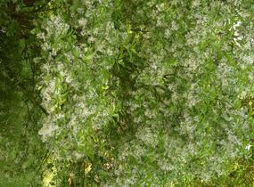 Bělas viržinský - Chionanthus virginicus