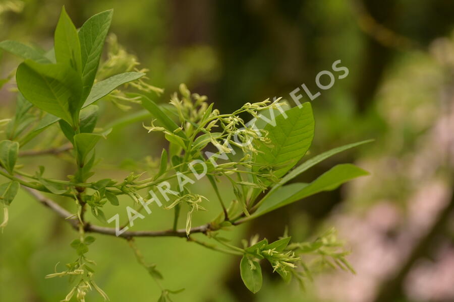 Bělas viržinský - Chionanthus virginicus