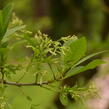Bělas viržinský - Chionanthus virginicus
