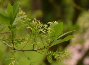 Bělas viržinský - Chionanthus virginicus