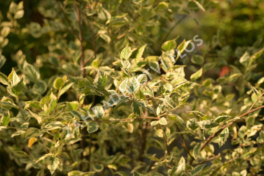 Bříza černá 'Shiloh Splash' - Betula nigra 'Shiloh Splash'