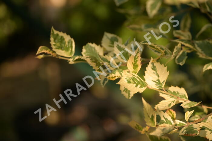Bříza černá 'Shiloh Splash' - Betula nigra 'Shiloh Splash'