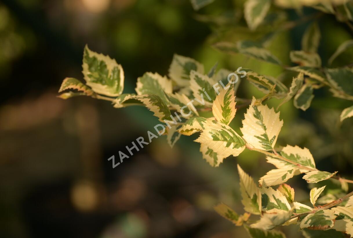 Bříza černá 'Shiloh Splash' - Betula nigra 'Shiloh Splash'