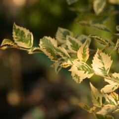 Bříza černá 'Shiloh Splash' - Betula nigra 'Shiloh Splash'