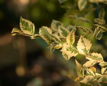 Bříza černá 'Shiloh Splash'