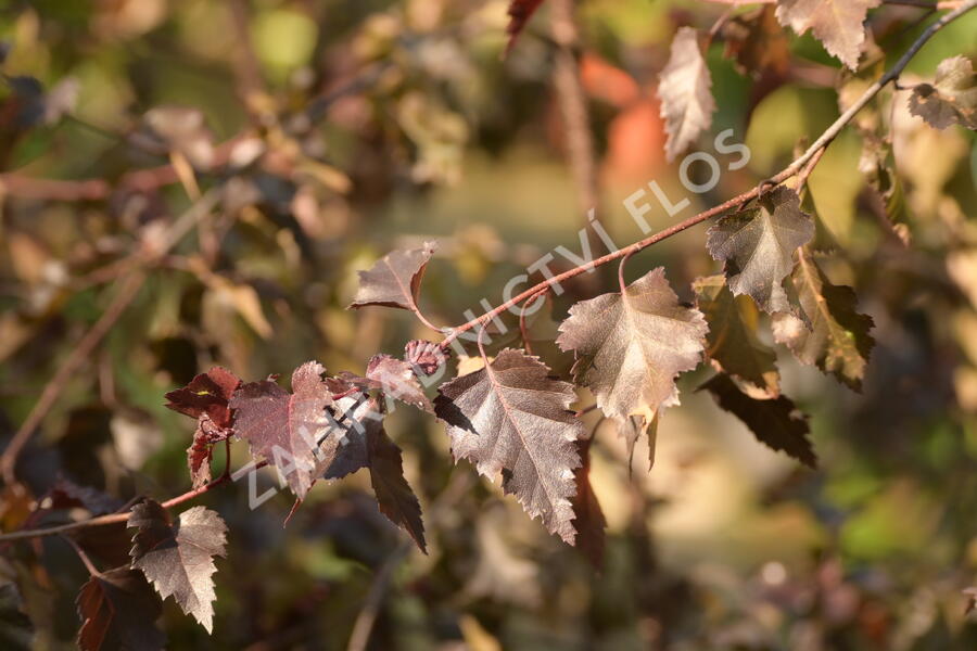 Bříza bělokorá 'Royal Frost' - Betula pendula 'Royal Frost'