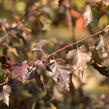 Bříza bělokorá 'Royal Frost' - Betula pendula 'Royal Frost'
