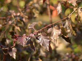 Bříza bělokorá 'Royal Frost' - Betula pendula 'Royal Frost'