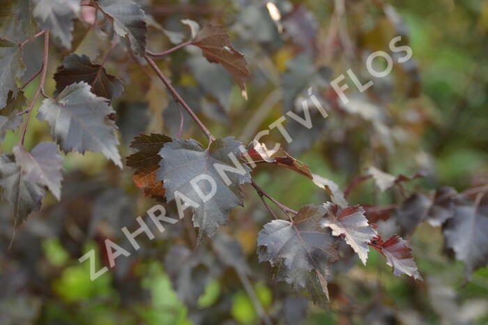 Bříza bělokorá 'Royal Frost' - Betula pendula 'Royal Frost'