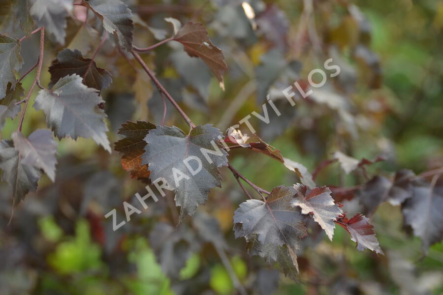Bříza bělokorá 'Royal Frost' - Betula pendula 'Royal Frost'