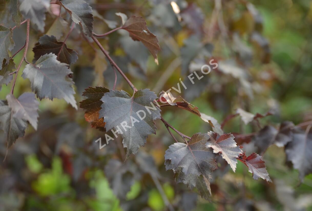 Bříza bělokorá 'Royal Frost' - Betula pendula 'Royal Frost'