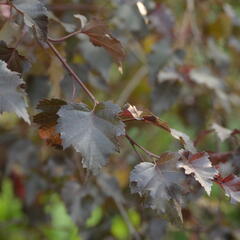 Bříza bělokorá 'Royal Frost' - Betula pendula 'Royal Frost'