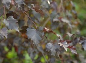 Bříza bělokorá 'Royal Frost' - Betula pendula 'Royal Frost'