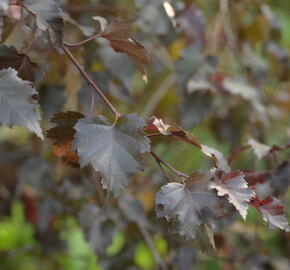 Bříza bělokorá 'Royal Frost' - Betula pendula 'Royal Frost'