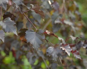 Bříza bělokorá 'Royal Frost'