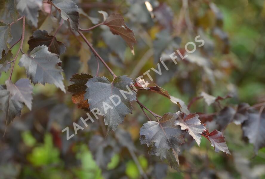 Bříza bělokorá 'Royal Frost' - Betula pendula 'Royal Frost'