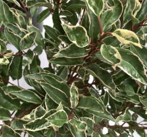 Bobkovišeň portugalská 'Variegata' - Prunus lusitanica 'Variegata'
