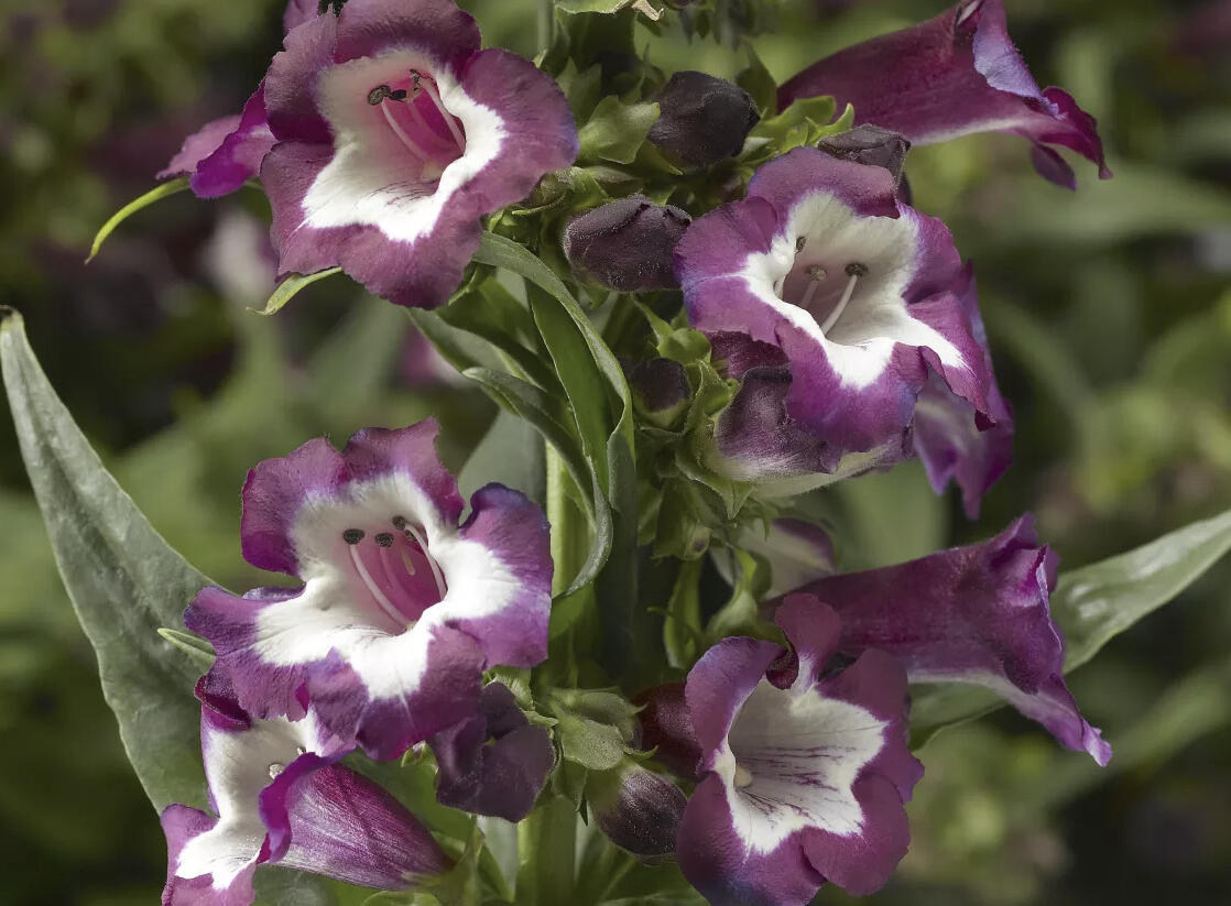 Dračík 'Partybells Violet' - Penstemon hartwegii 'Partybells Violet'
