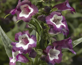 Dračík 'Partybells Violet'
