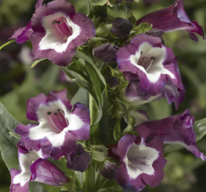 Dračík 'Partybells Violet' - Penstemon hartwegii 'Partybells Violet'