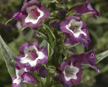 Dračík 'Partybells Violet'