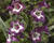 Dračík 'Partybells Violet'