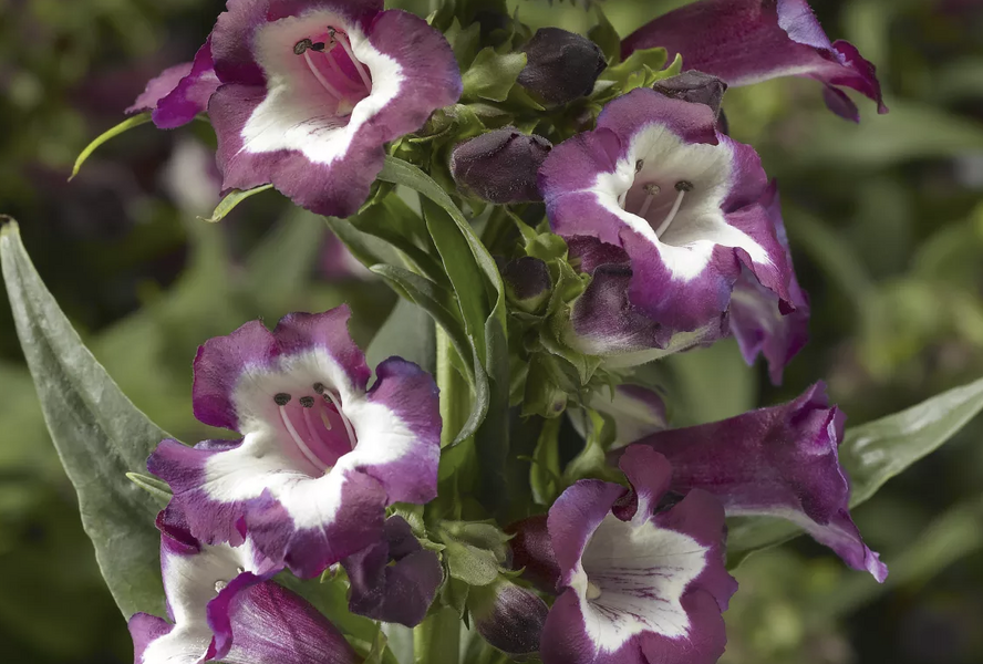 Dračík 'Partybells Violet' - Penstemon hartwegii 'Partybells Violet'