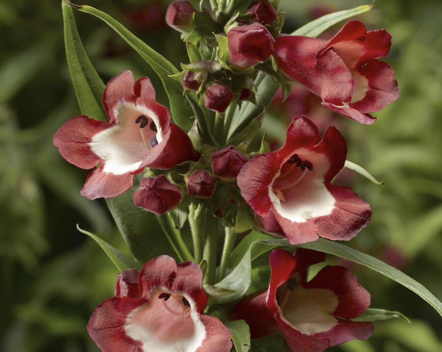 Dračík 'Partybells Red' - Penstemon hartwegii 'Partybells Red'