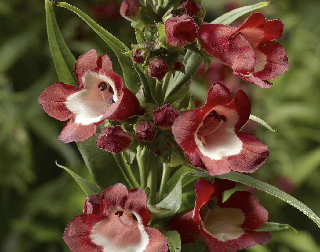 Dračík 'Partybells Red' - Penstemon hartwegii 'Partybells Red'
