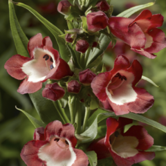 Dračík 'Partybells Red' - Penstemon hartwegii 'Partybells Red'