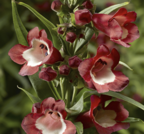 Dračík 'Partybells Red' - Penstemon hartwegii 'Partybells Red'