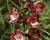 Dračík 'Partybells Red'