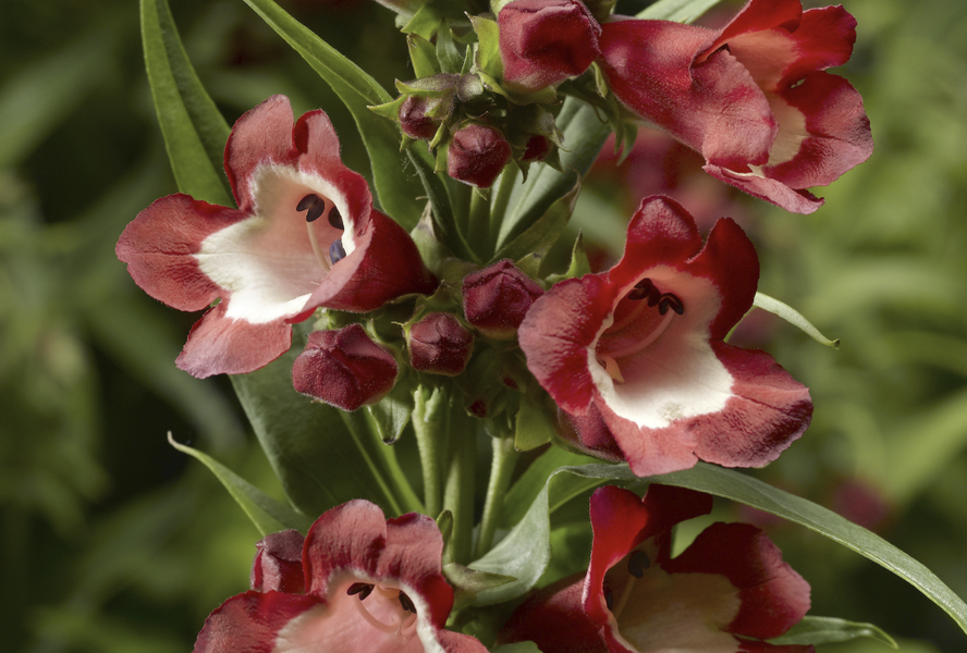 Dračík 'Partybells Red' - Penstemon hartwegii 'Partybells Red'