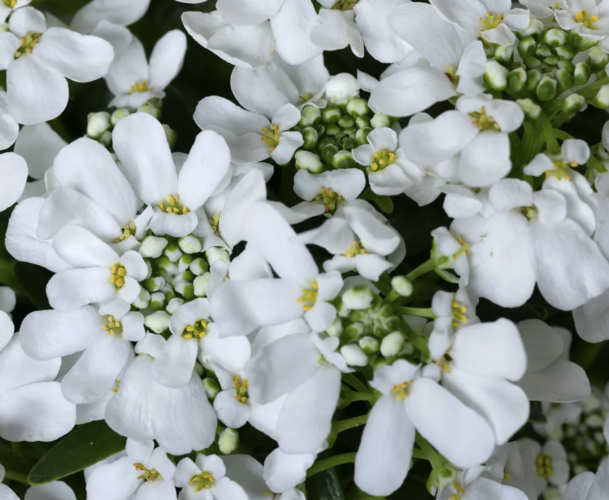 Iberka vždyzelená 'Whistler Late White' - Iberis sempervirens 'Whistler Late White'