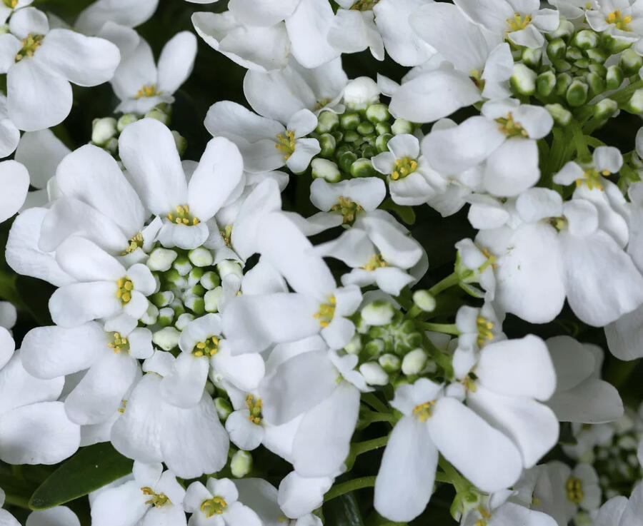 Iberka vždyzelená 'Whistler Late White' - Iberis sempervirens 'Whistler Late White'