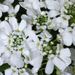 Iberka vždyzelená 'Whistler Late White' - Iberis sempervirens 'Whistler Late White'
