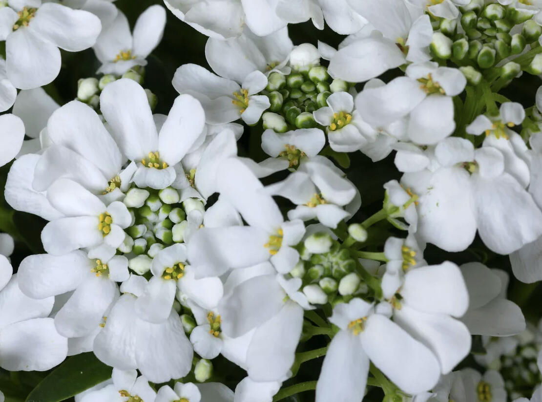 Iberka vždyzelená 'Whistler Late White' - Iberis sempervirens 'Whistler Late White'