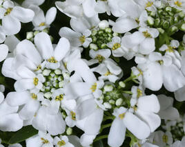 Iberka vždyzelená 'Whistler Late White'