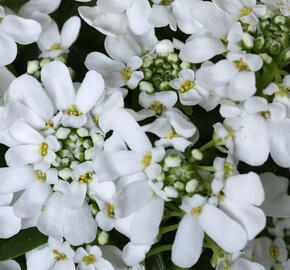 Iberka vždyzelená 'Whistler Late White'