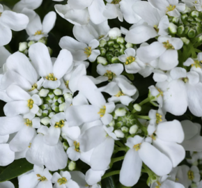 Iberka vždyzelená 'Whistler Late White' - Iberis sempervirens 'Whistler Late White'
