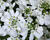 Iberka vždyzelená 'Whistler Late White'