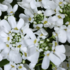 Iberis sempervirens 'Whistler Late White'.png