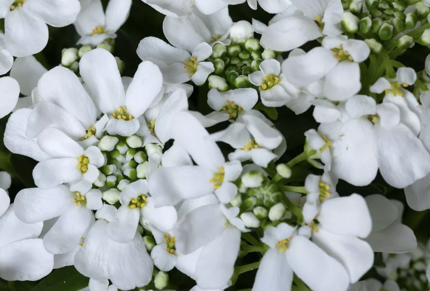 Iberka vždyzelená 'Whistler Late White' - Iberis sempervirens 'Whistler Late White'