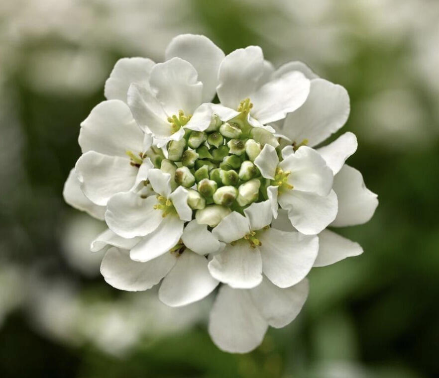 Iberka vždyzelená 'Whistler White' - Iberis sempervirens 'Whistler White'