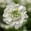 Iberka vždyzelená 'Whistler White' - Iberis sempervirens 'Whistler White'
