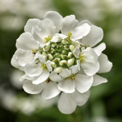 Iberka vždyzelená 'Whistler White' - Iberis sempervirens 'Whistler White'