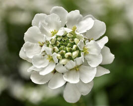 Iberka vždyzelená 'Whistler White'